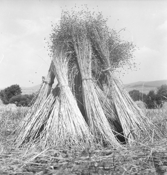 Flax, hemp and nettles – textile raw materials with tradition