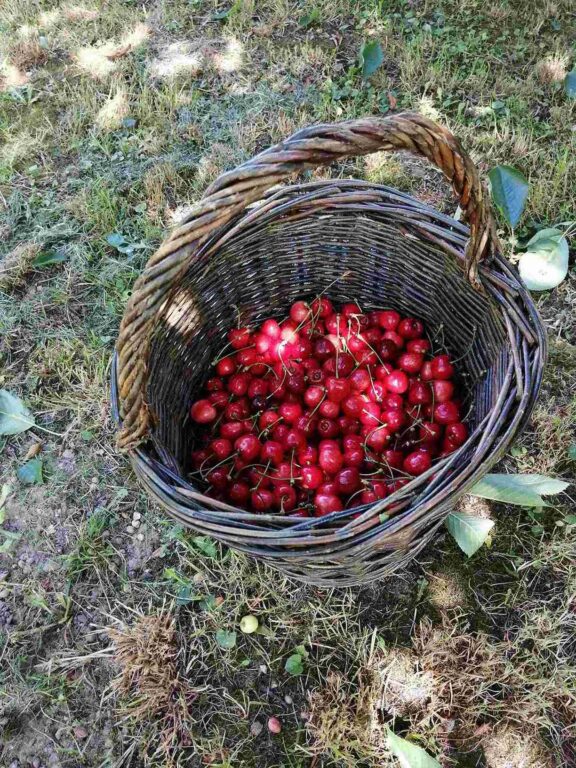 Zobraziť fotografiu Pletenie z prútia – „čerešňák“