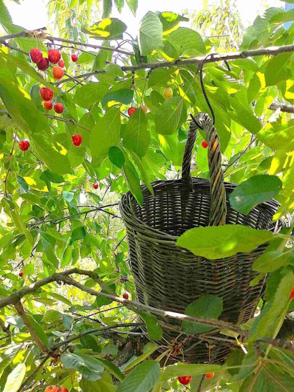 Zobraziť fotografiu Pletenie z prútia – „čerešňák“